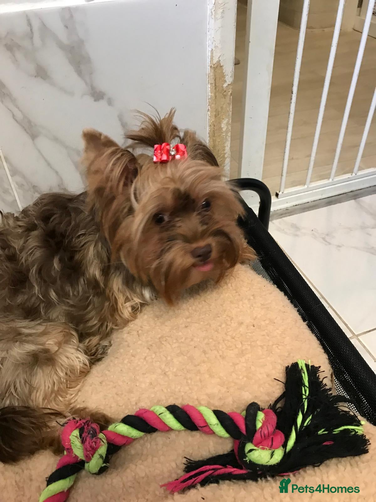 Yorkshire Terrier dogs Chocolate brown Yorkshire terriers - Advert 5