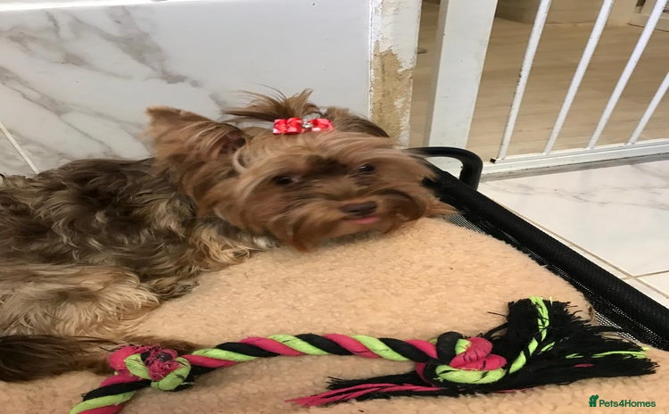 Yorkshire Terrier dogs - Advert 5