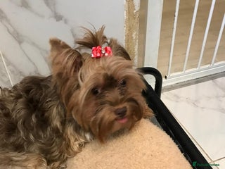 Yorkshire Terrier dogs for sale - Advert 1