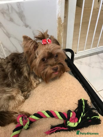 Yorkshire Terrier dogs - Advert 8