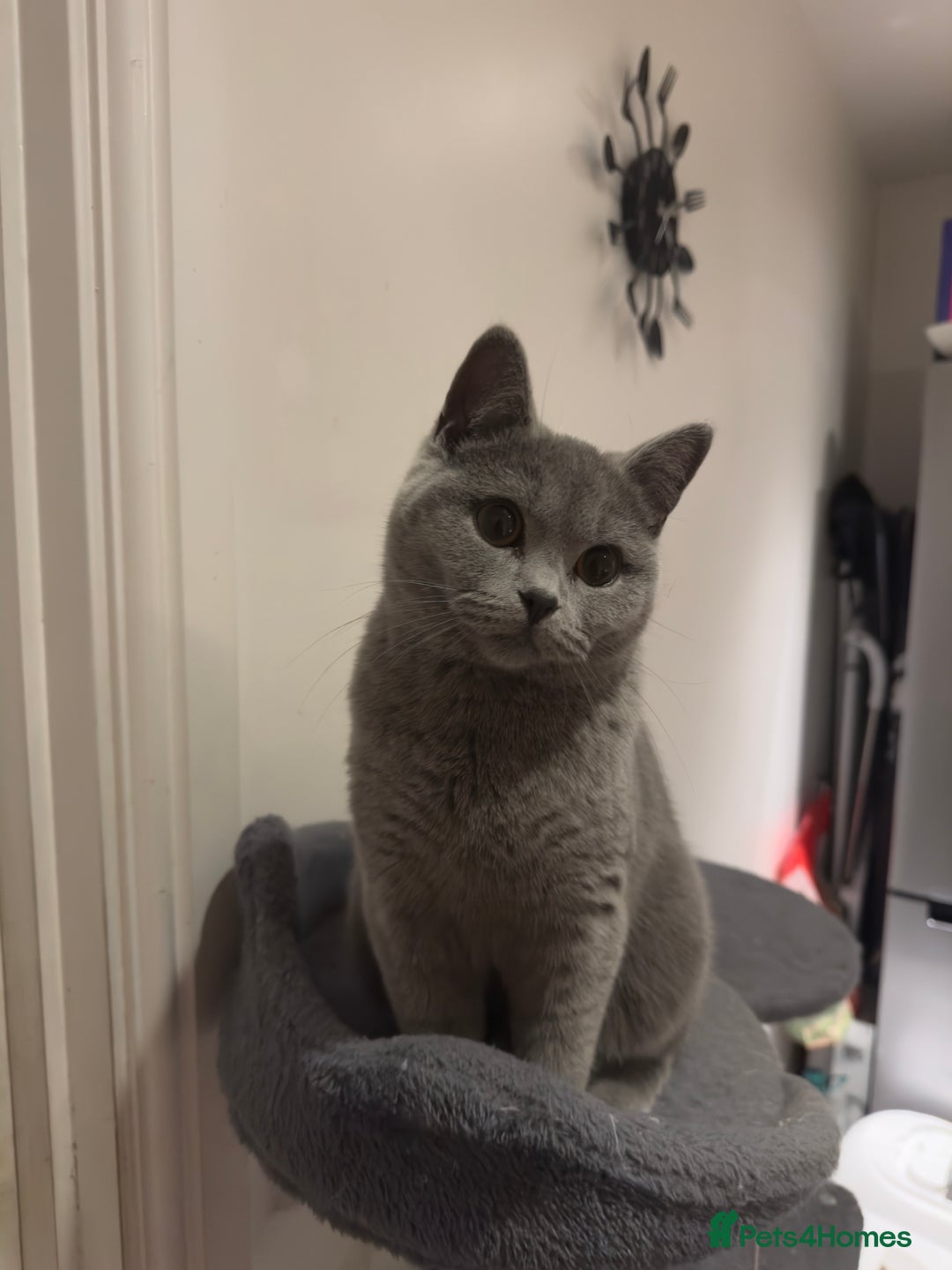 British Shorthair cats for sale: Adorable British Shorthair Kittens Family-Friendly - Advert 2