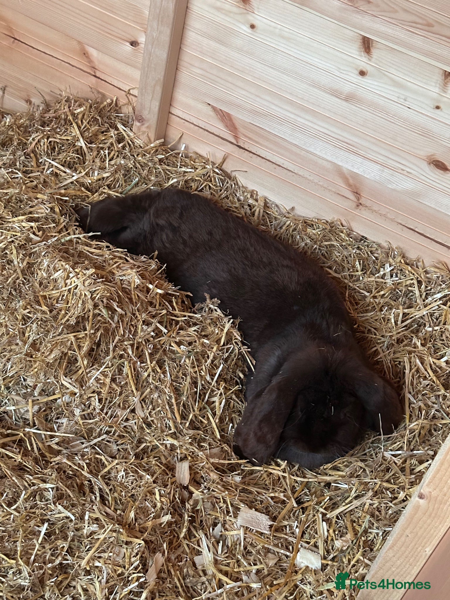 French Lop rabbits for sale: French lop - Advert 10