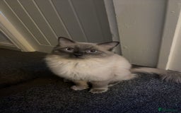 Ragdoll cats for sale: 4 blue point Ragdoll kittens  - Image 7