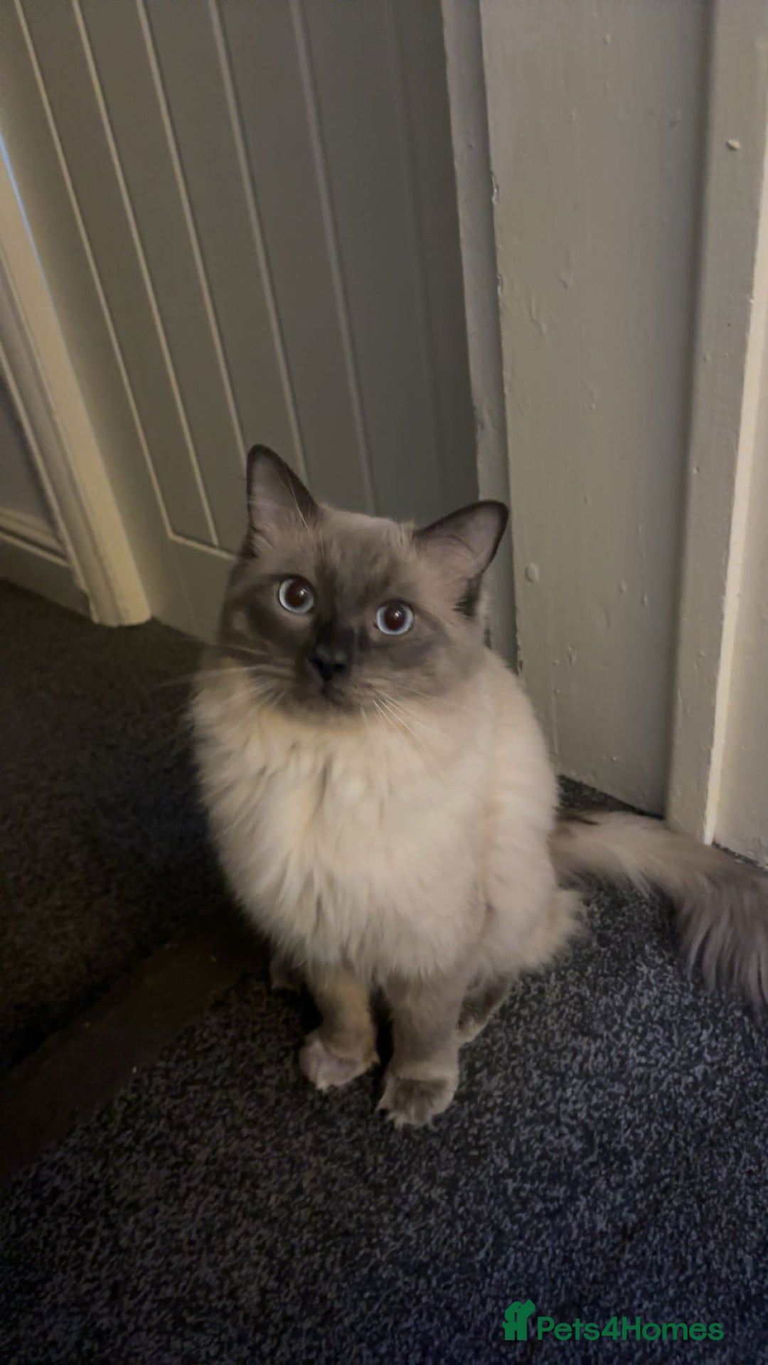 Ragdoll cats for sale: 4 blue point Ragdoll kittens  - Image 7
