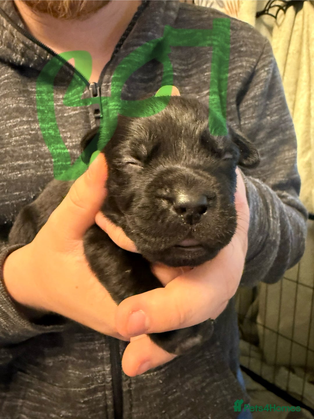 Mixed Breed dogs for sale: Mastador pups - Image 18