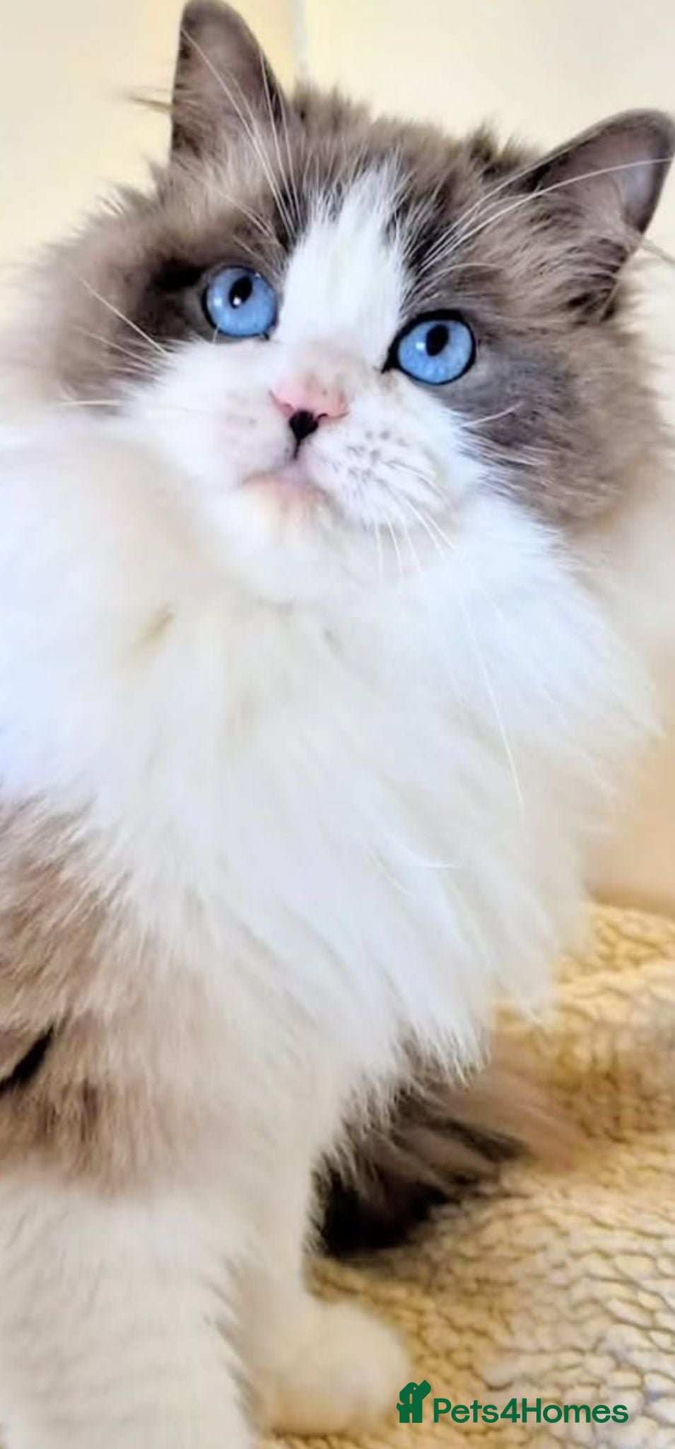 Ragdoll cats Retired female looking for retirement home - Advert 7