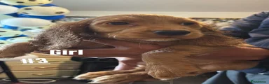 Cocker Spaniel 6