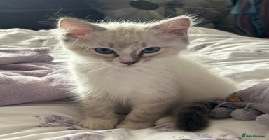 Ragdoll cats - Advert 4