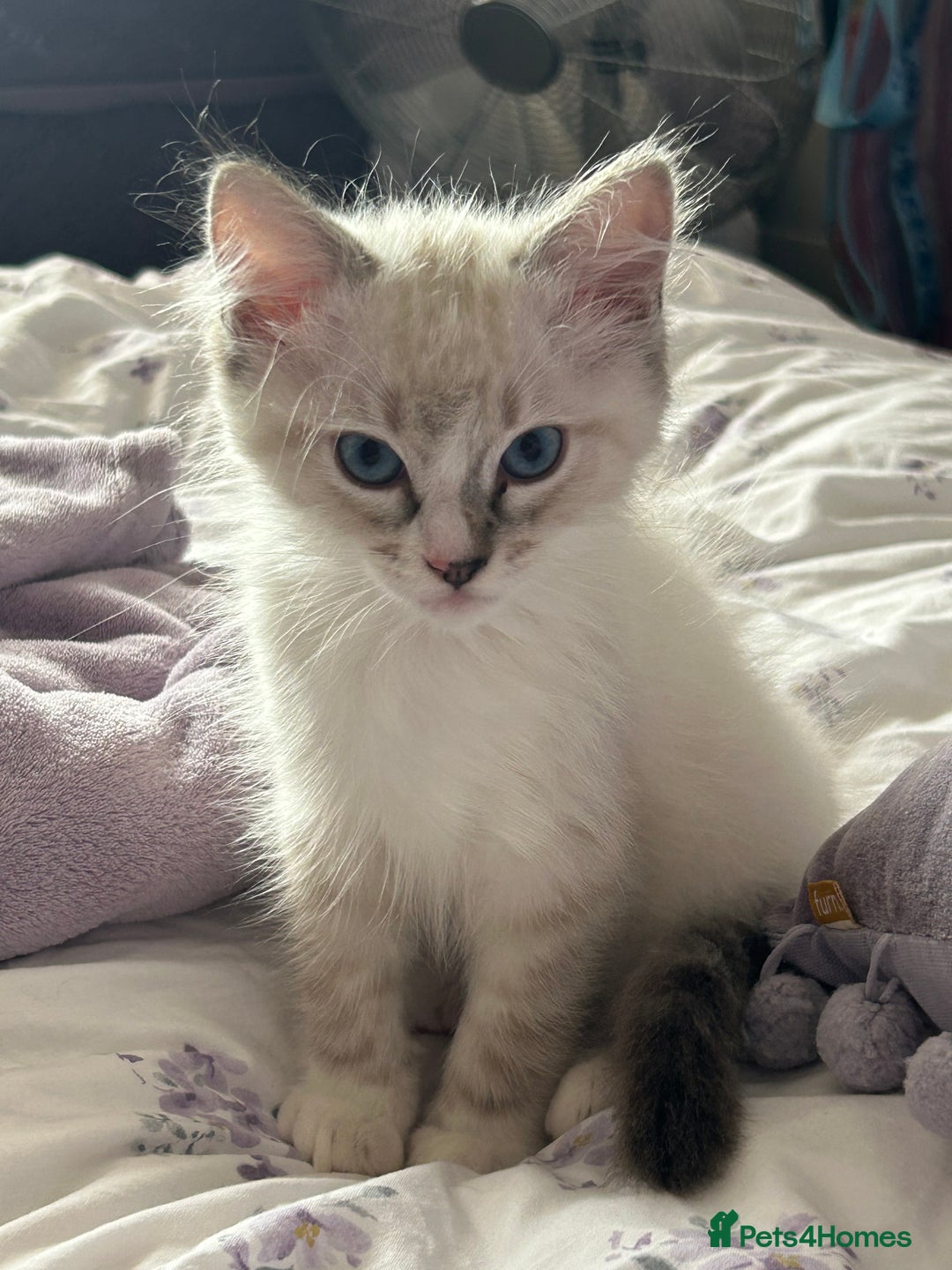 Ragdoll cats for sale: 😻 2 HANDSOME 11 WEEK OLD MALE RAGDOLL KITTENS 😻 - Image 6