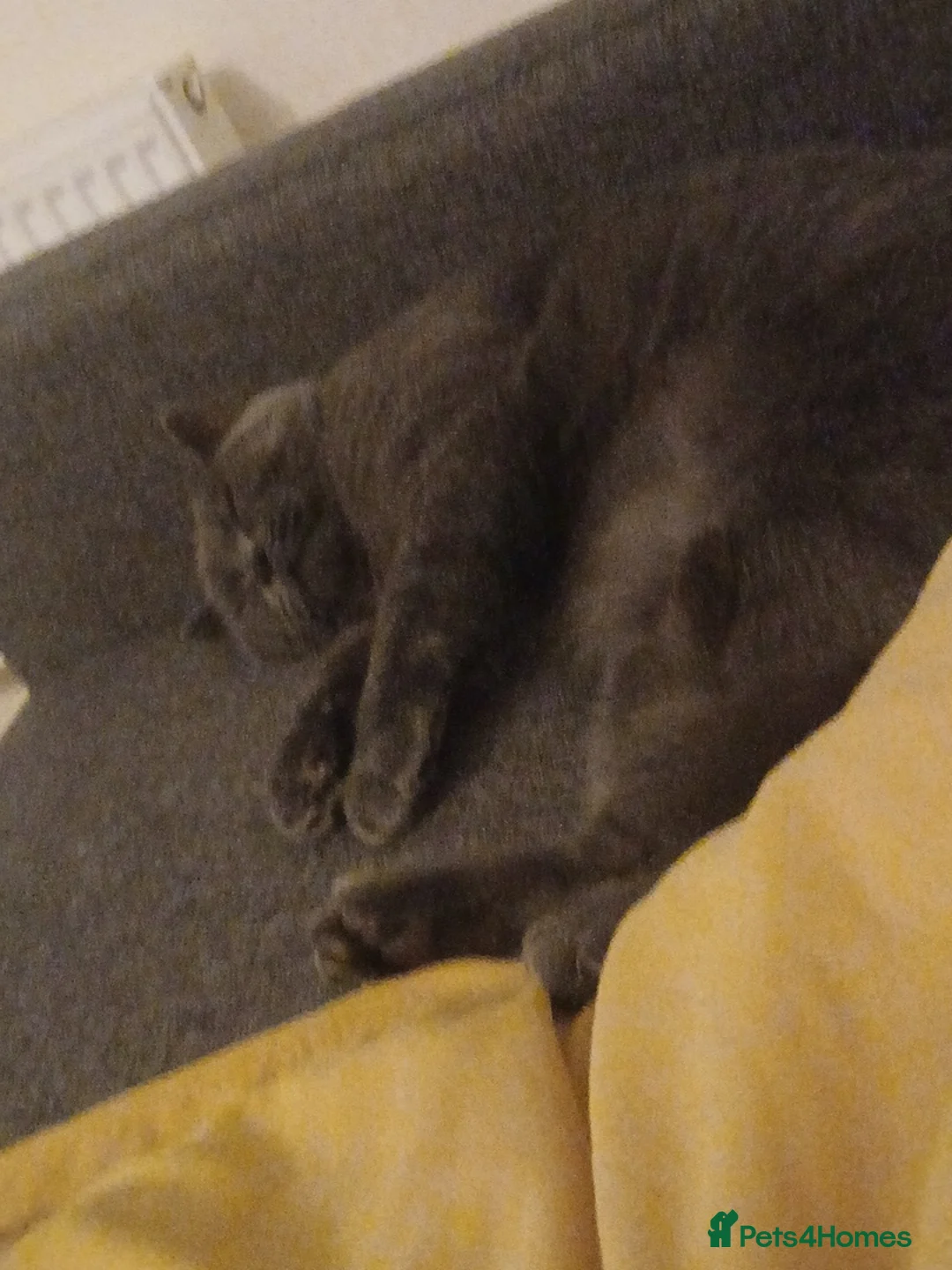 British Shorthair cats for sale: Sweet cat for sale  - Advert 1