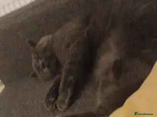 British Shorthair cats Sweet cat for sale - Advert 5
