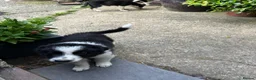Border Collie dogs for sale: 2 border collie Pups- Ready to go now! - Advert 5