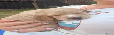 Cocker Spaniel 5