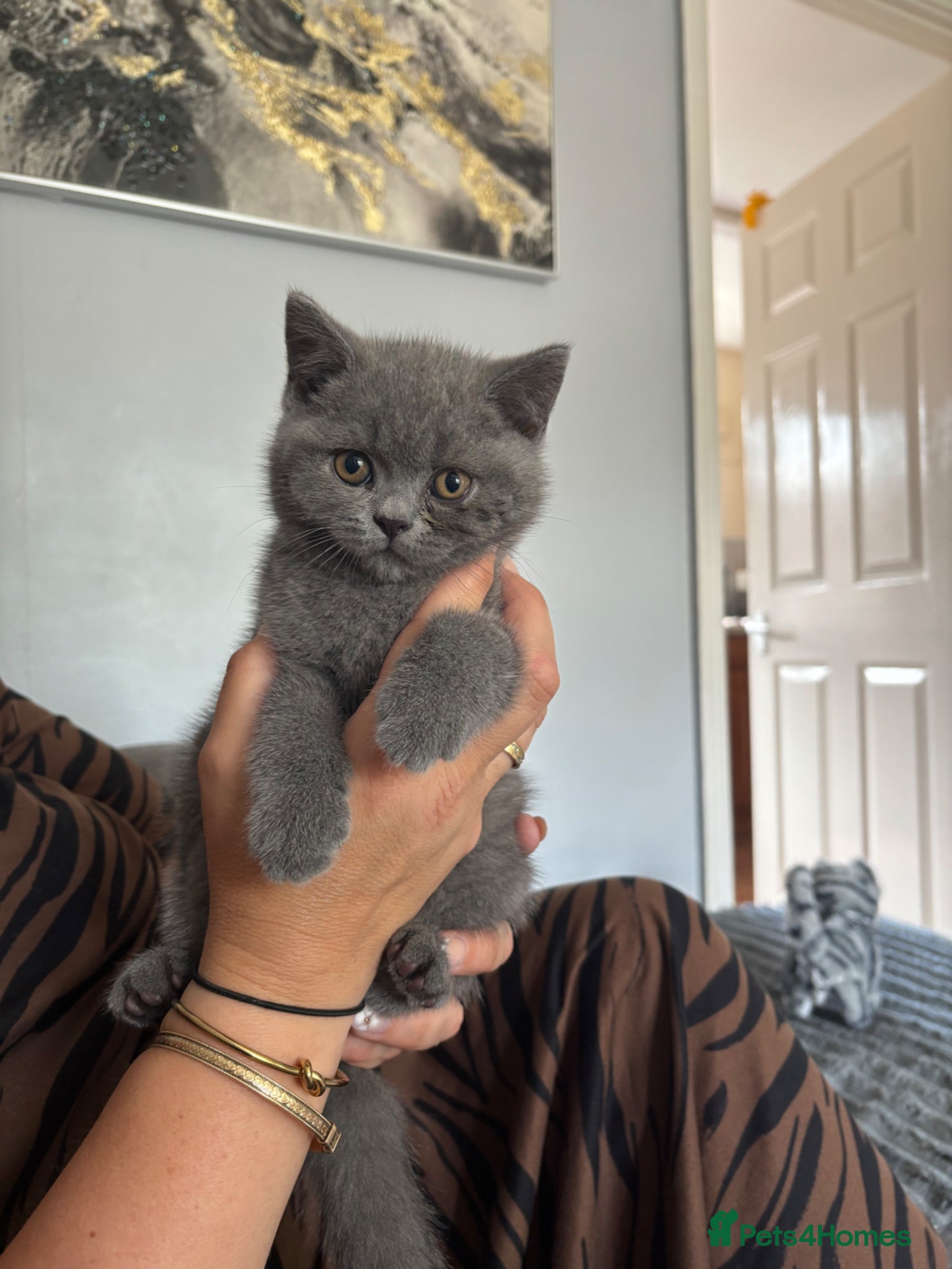 British Shorthair cats Stunning BSH kitten  - Advert 8