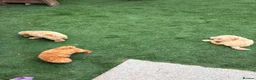Miniature Poodle dogs for sale: 4 miniature Poodle Boys  - Advert 4