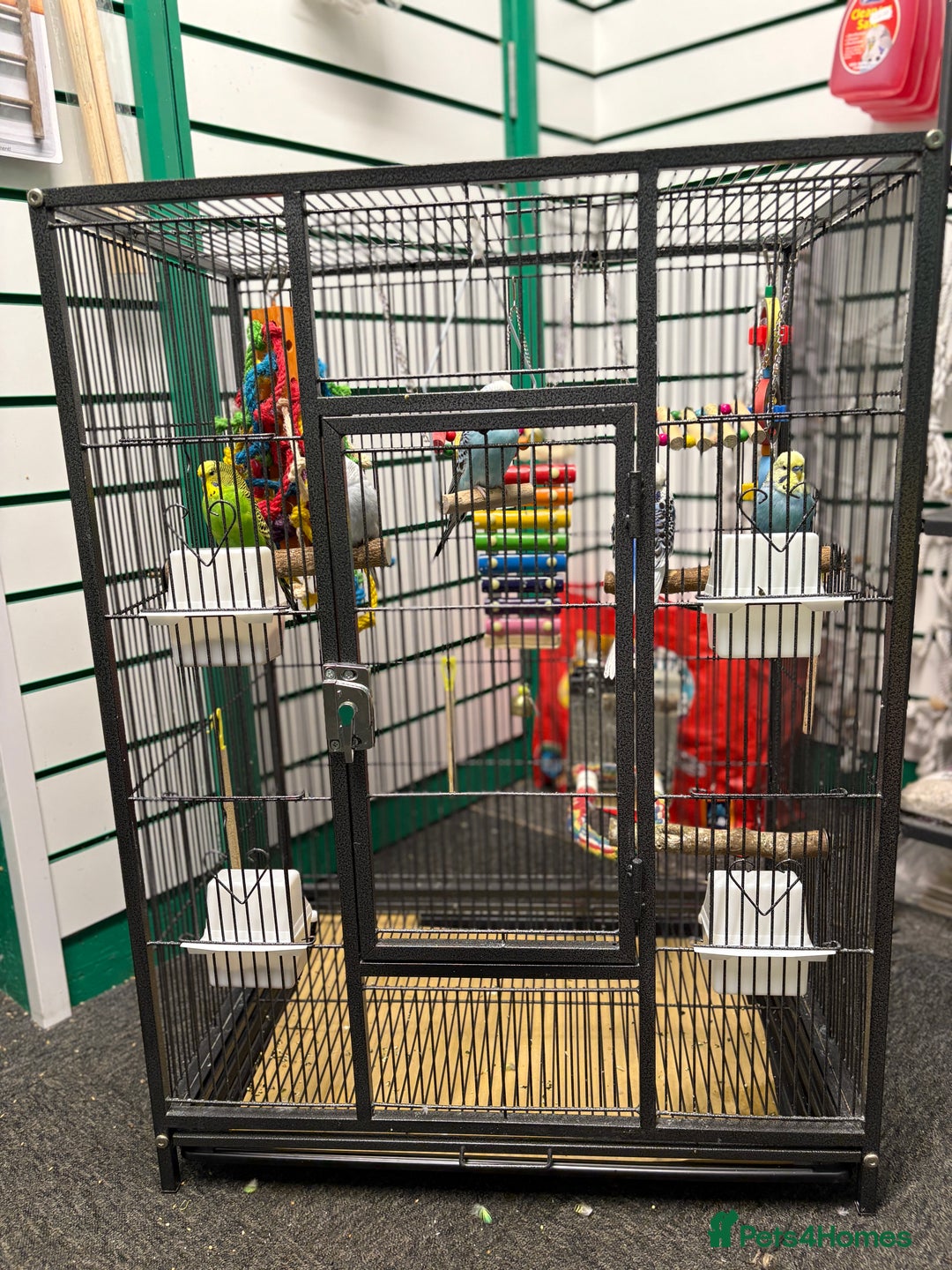 Budgerigars birds for sale: Beautiful baby budgies  - Image 7