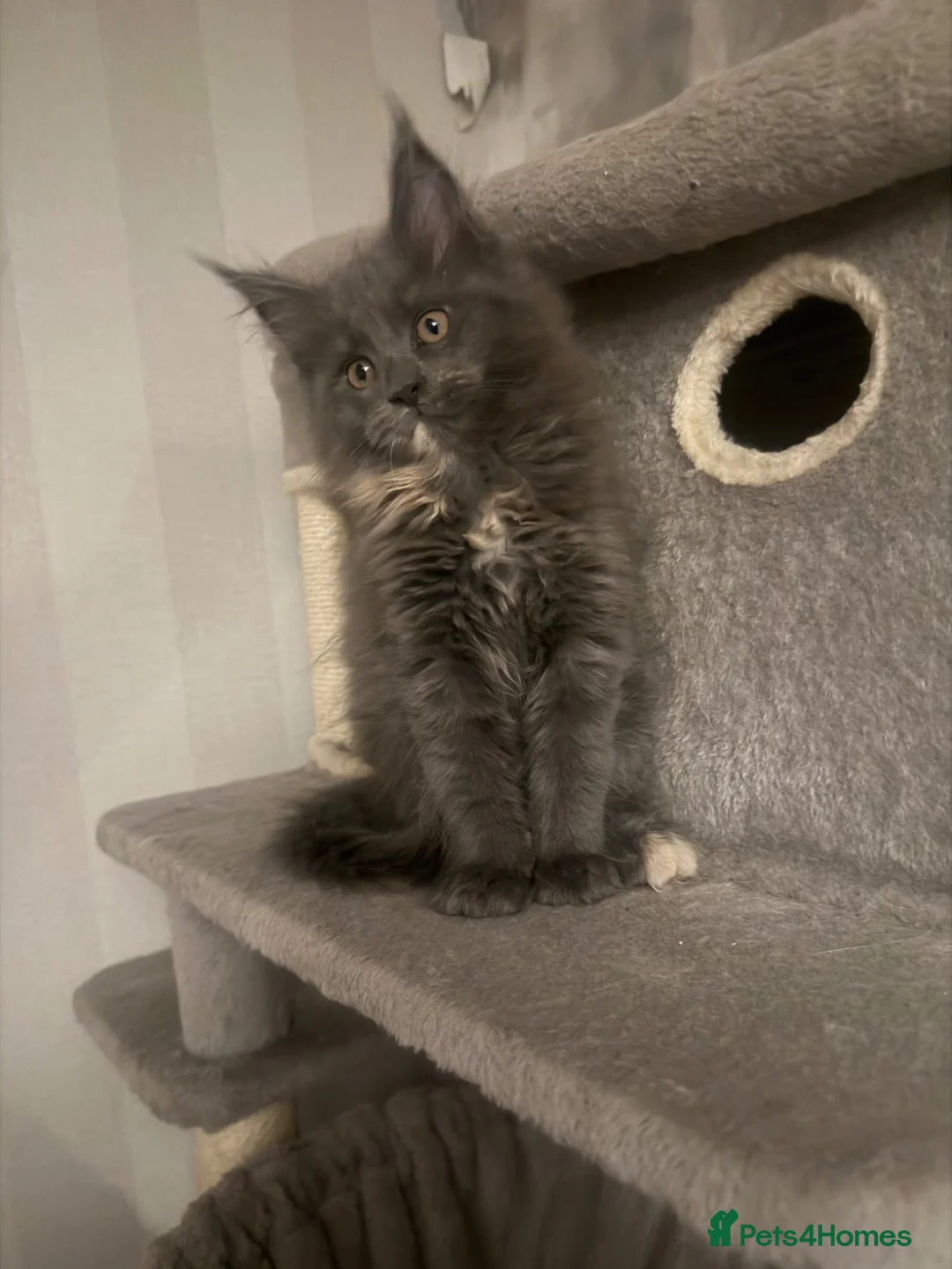 Maine Coon cats for sale: Blue dilute tortie maincoon girl  - Advert 10