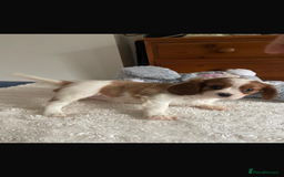 Cavalier King Charles Spaniel dogs for sale: Cavalier King Charles spaniels  - Image 10