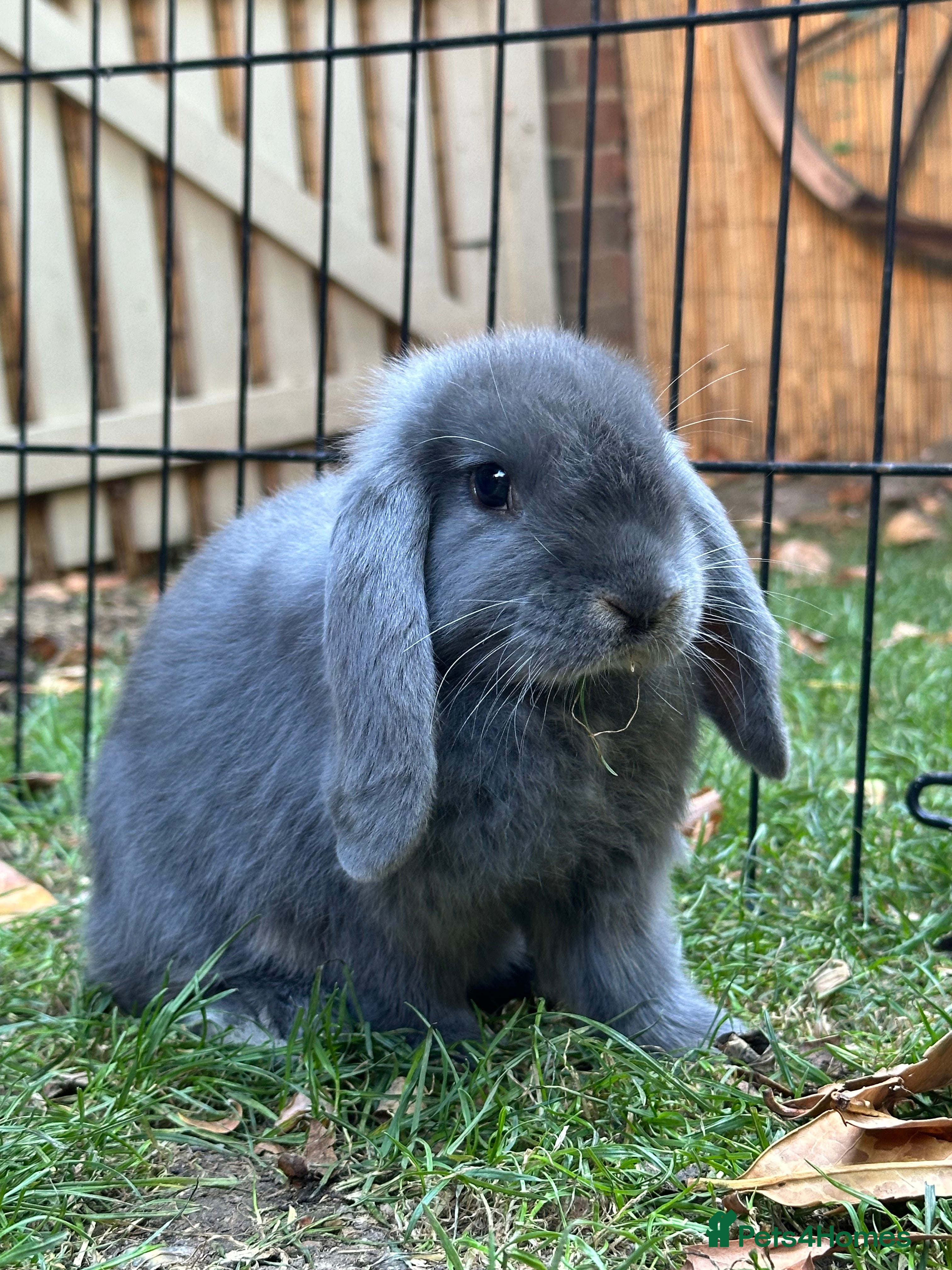 Mini Lop rabbits 2 male mini lop bunnies with hutch and large run  - Advert 7