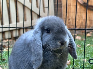 Mini Lop rabbits 2 male mini lop bunnies with hutch and large run - Advert 2
