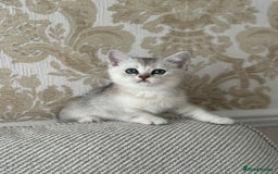 British Shorthair cats for sale: British shorthair silver chinchilla  - Image 6