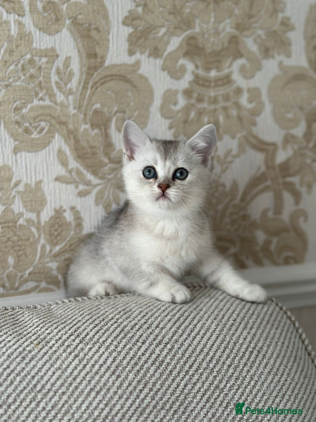 British Shorthair cats for sale: British shorthair silver chinchilla  - Image 6