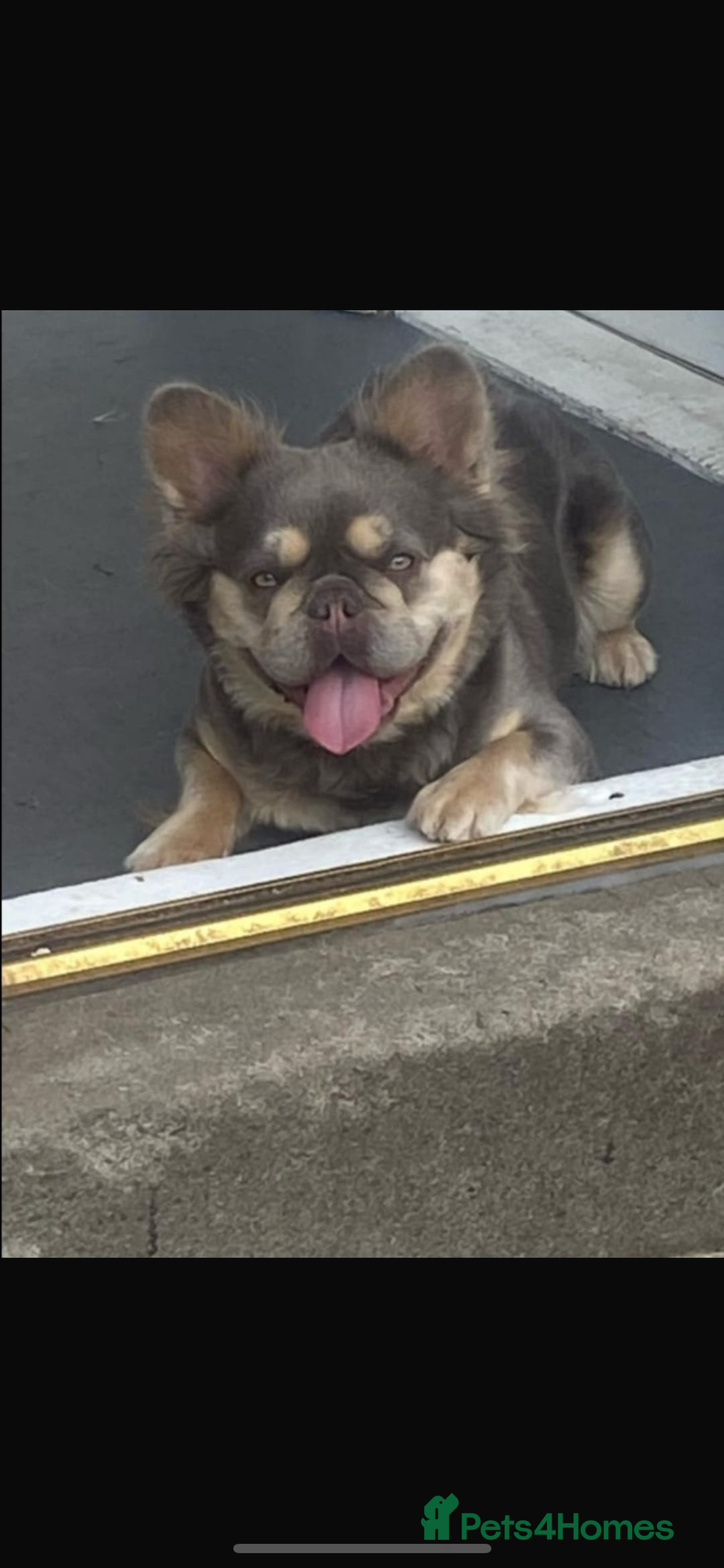 French Bulldog dogs for sale: Fluffy French bulldog  - Advert 2