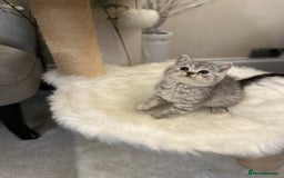 British Shorthair cats for sale: Silver Spotted Full Pedigree Registered BSH - Image 7