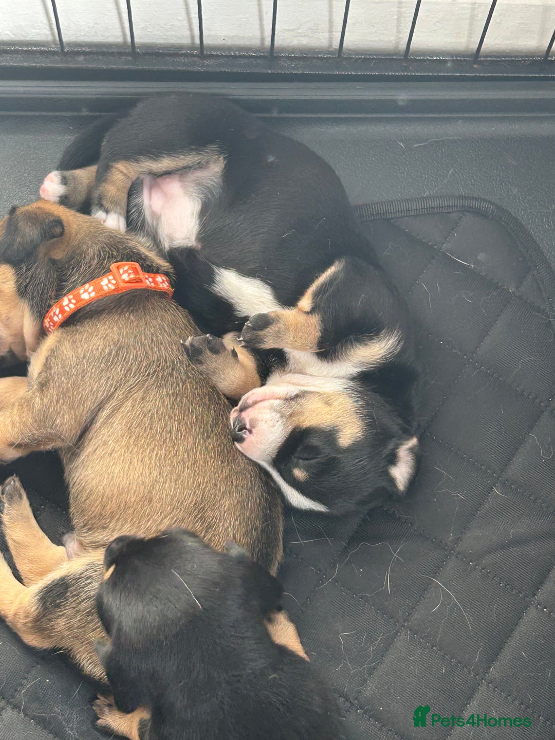 Mixed Breed dogs for sale: Husky cross dashound rare breed  - Image 4