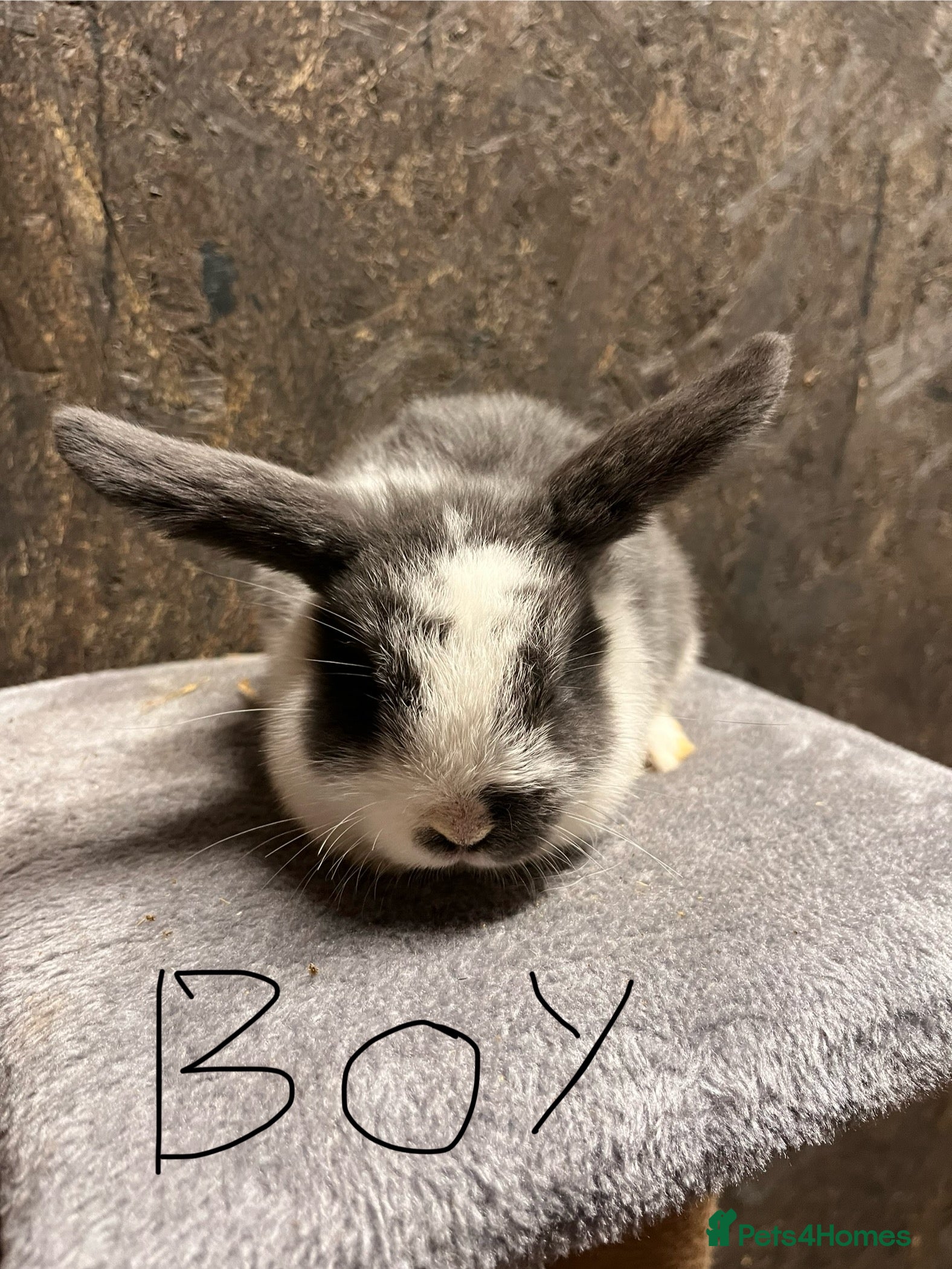 Mini Lop rabbits Mini lop  - Advert 6