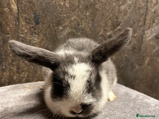 Mini Lop rabbits Mini lop - Advert 2