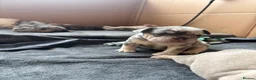 French Bulldog dogs for sale: RAINBOW LITTER FRENCH BULLDOGS - Advert 3