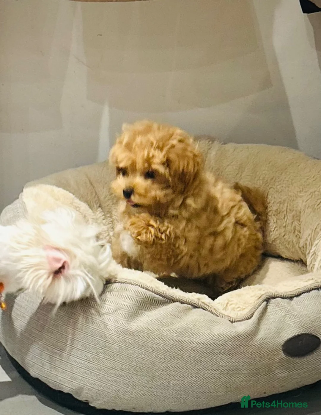Maltipoo dogs for sale: Maltipoo pups 1 boy available  - Advert 1