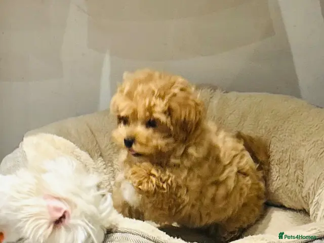 Maltipoo dogs for sale: Maltipoo pups 1 boy available - Advert 1