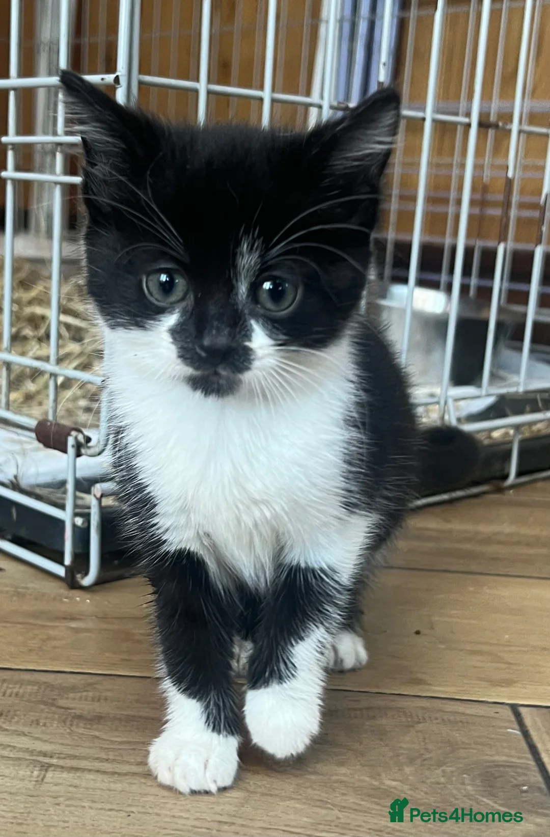 British Shorthair cats for sale: Kittens  - Advert 17
