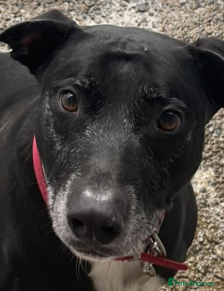 Mixed Breed dogs MAX 8yr old Cross Breed - Advert 1