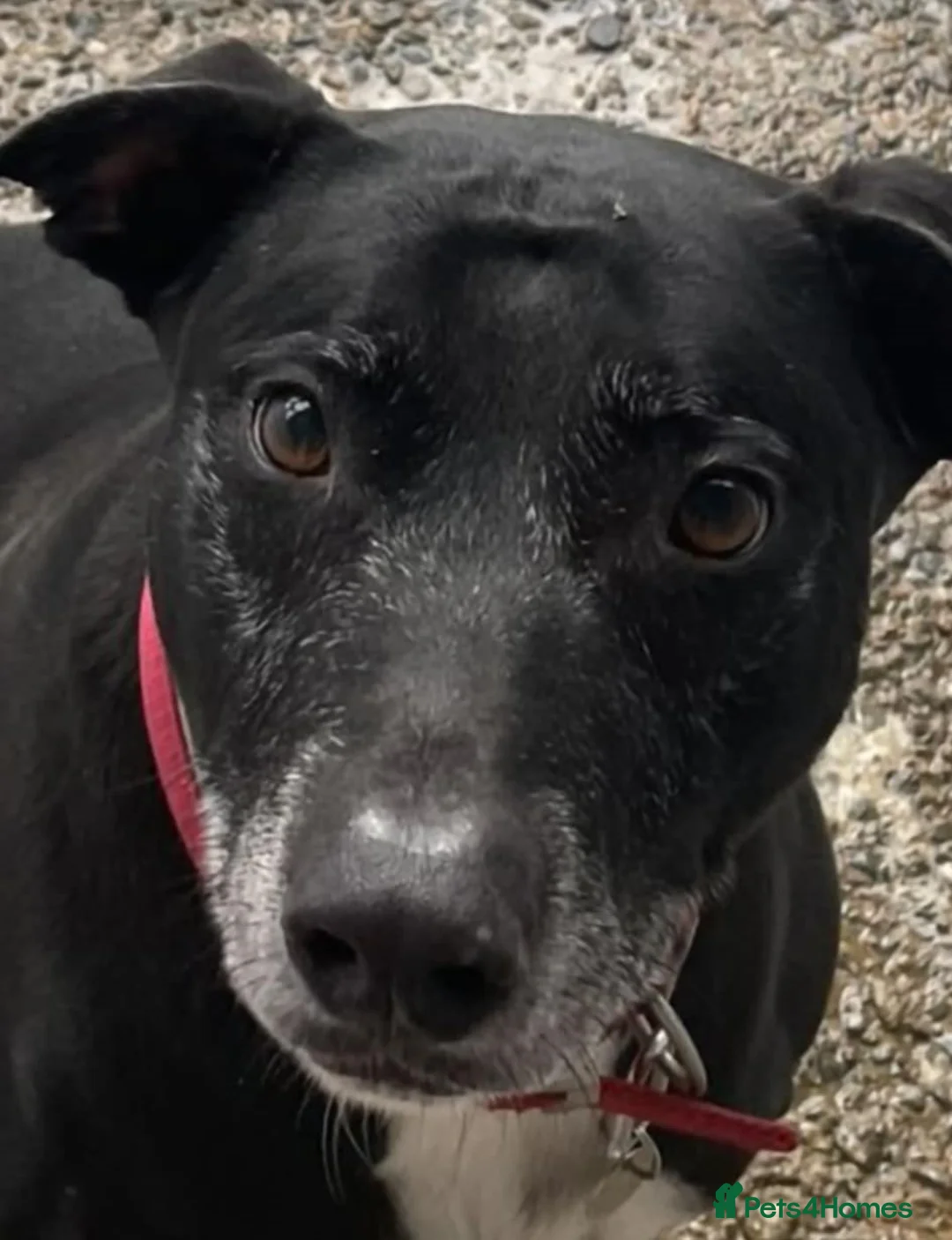 Mixed Breed dogs for adoption: MAX 8yr old Cross Breed - Advert 1