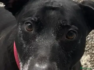 Mixed Breed dogs MAX 8yr old Cross Breed - Advert 2