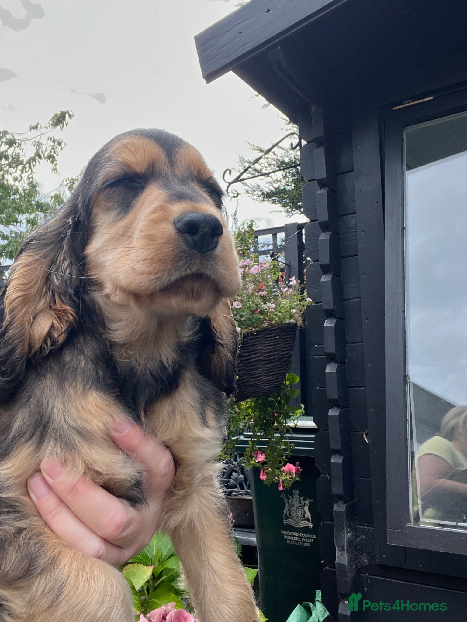 Cocker Spaniel dogs  Ready now Kc reg show cockers  - Advert 2