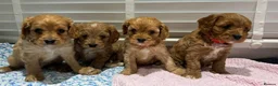 Cavapoo dogs for sale: F1 cavapoo in Gravesend - Advert 3