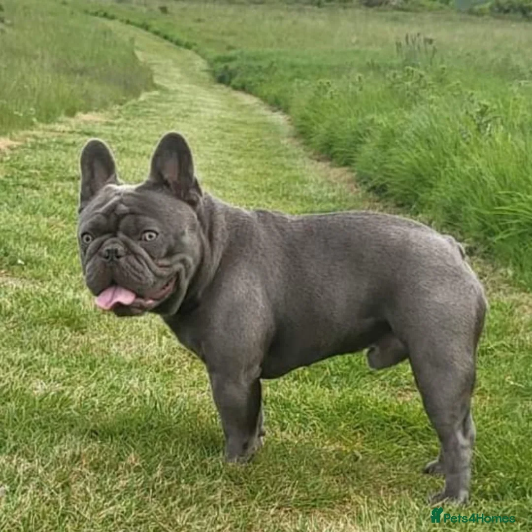French Bulldog dogs for stud: Mayan, Rfg, bva, Silver health tested Lilac tan in Sheffield - Advert 35