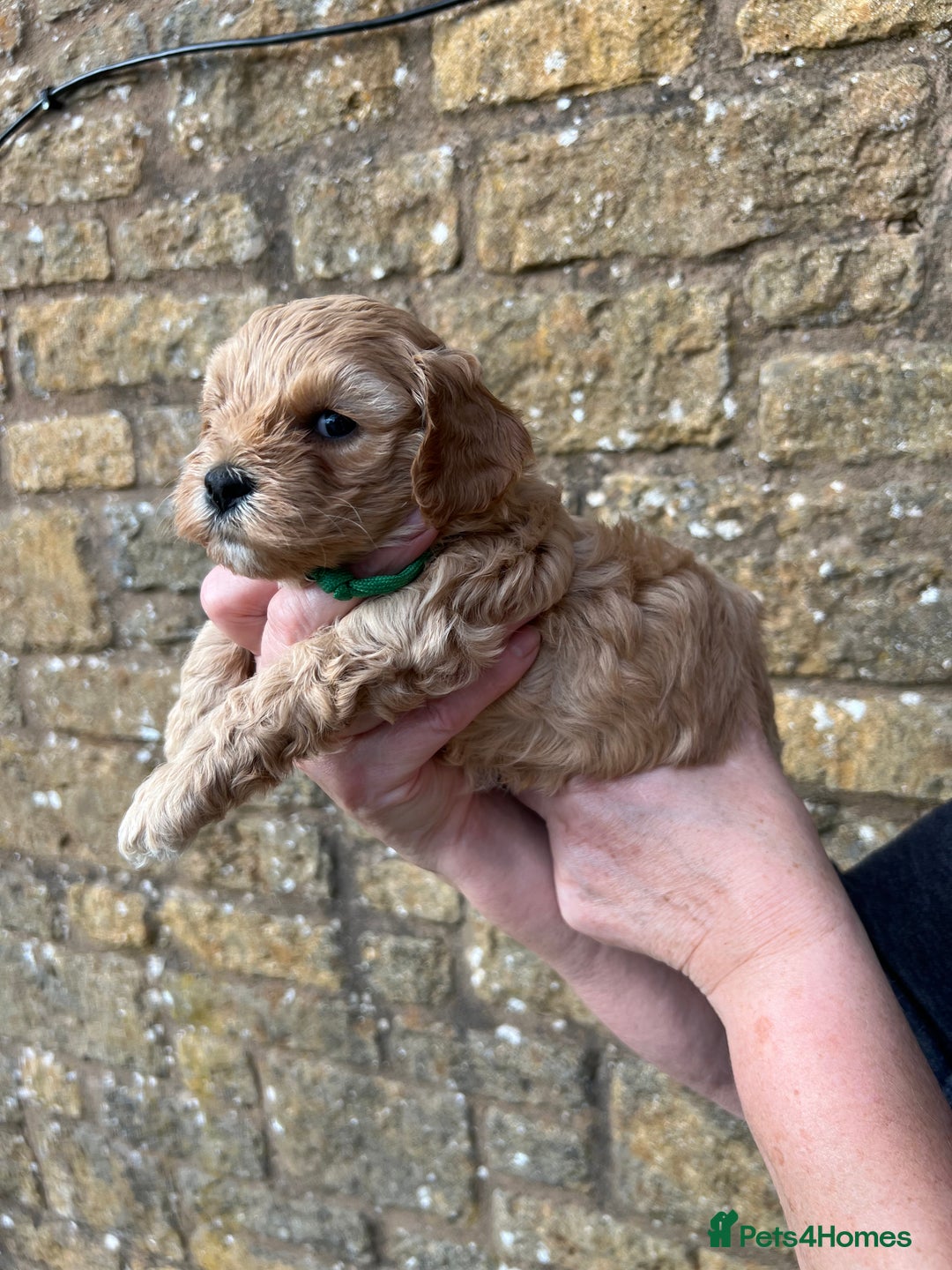 Cavachon dogs for sale: Cavapoochon puppies  - Image 25