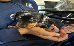 Miniature Dachshund dogs for sale: Miniature Dachshunds Dapple - Image 15