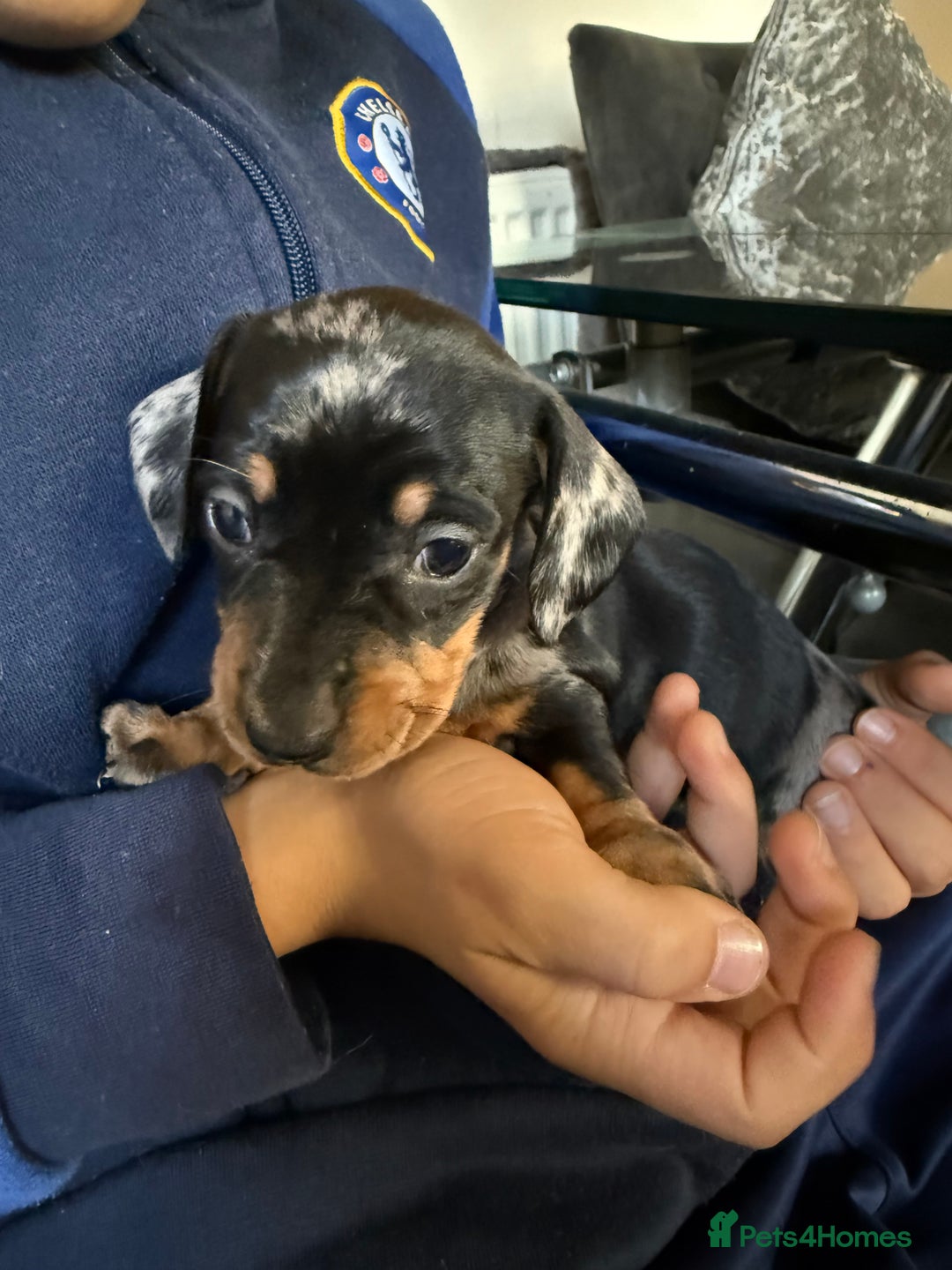 Miniature Dachshund dogs for sale: Miniature Dachshunds Dapple - Image 15