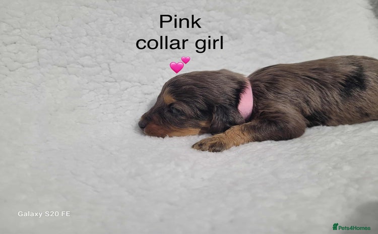 Cavapoo dogs - Advert 14