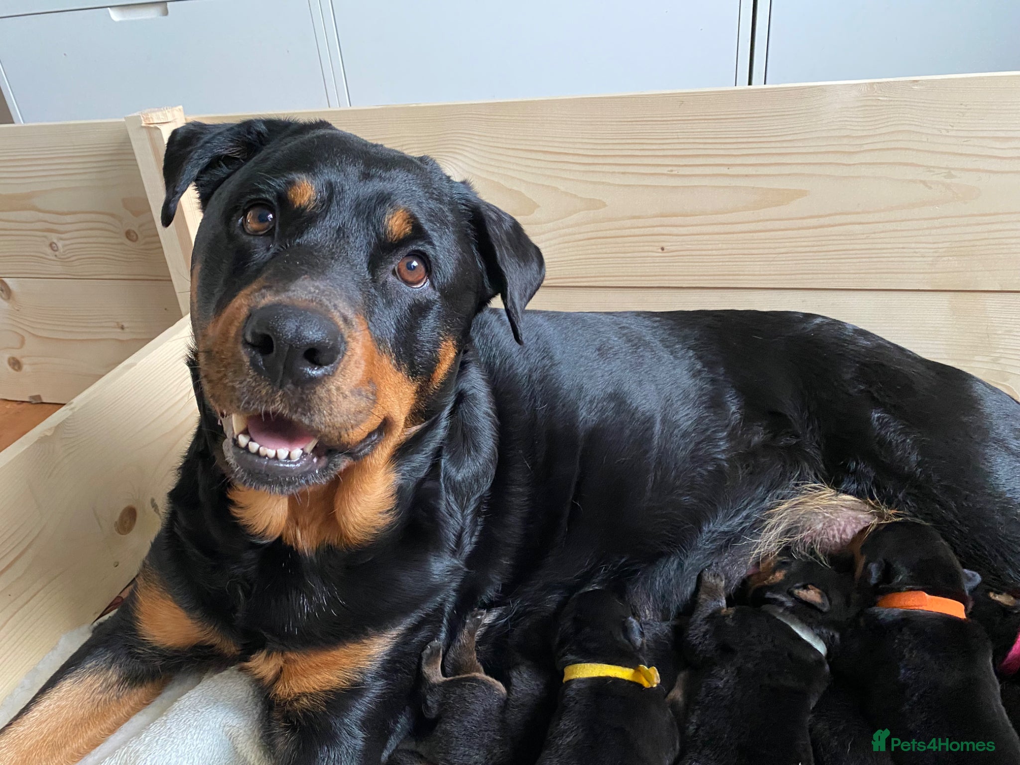 Rottweiler dogs Kasire and Caliens stunning Rottweiler babies  - Advert 1