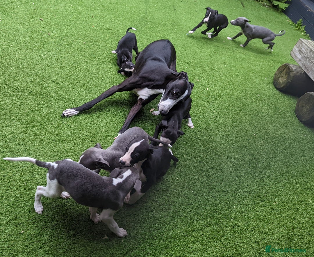 Whippet dogs for sale: Stunning whippet babies  - Image 2
