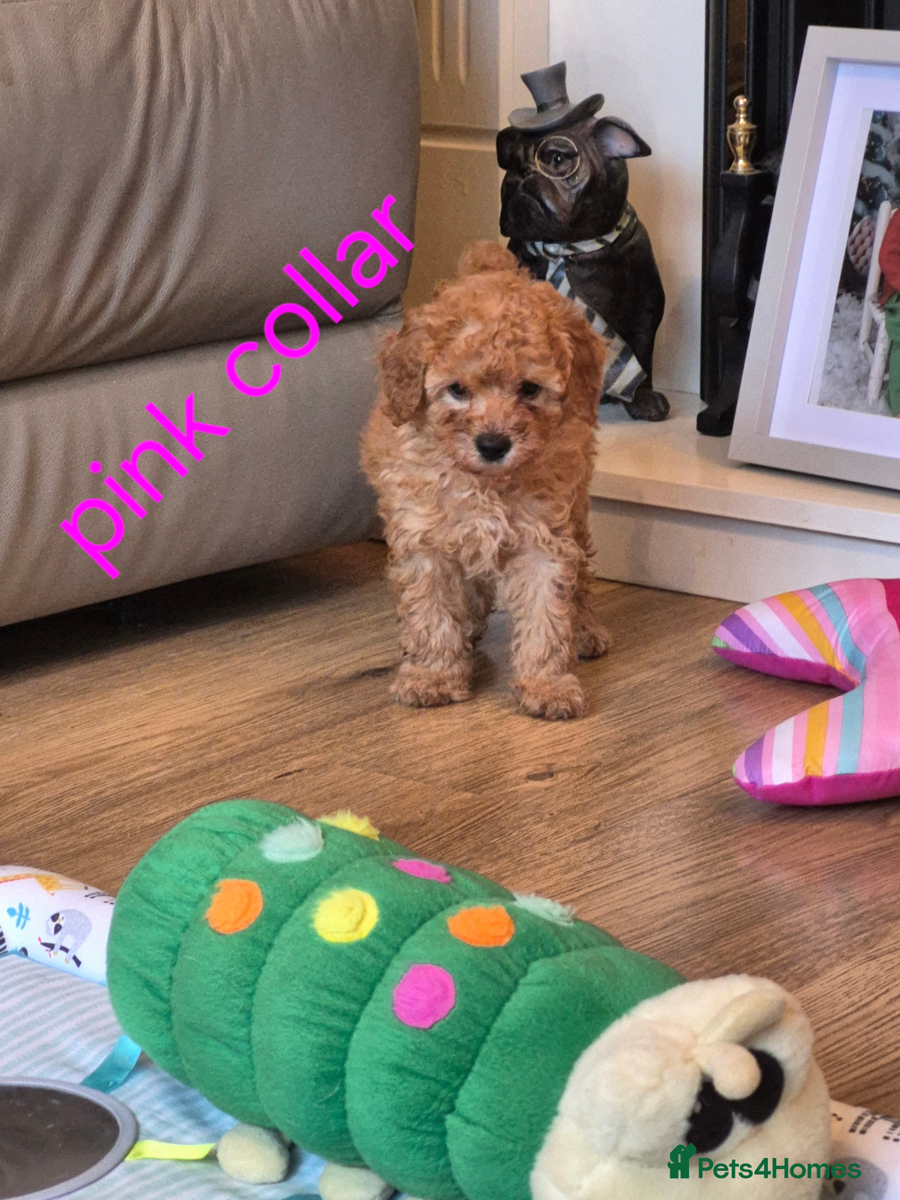 Cavapoo dogs  Amazing Miniature F1b cavapoo puppies  - Advert 3