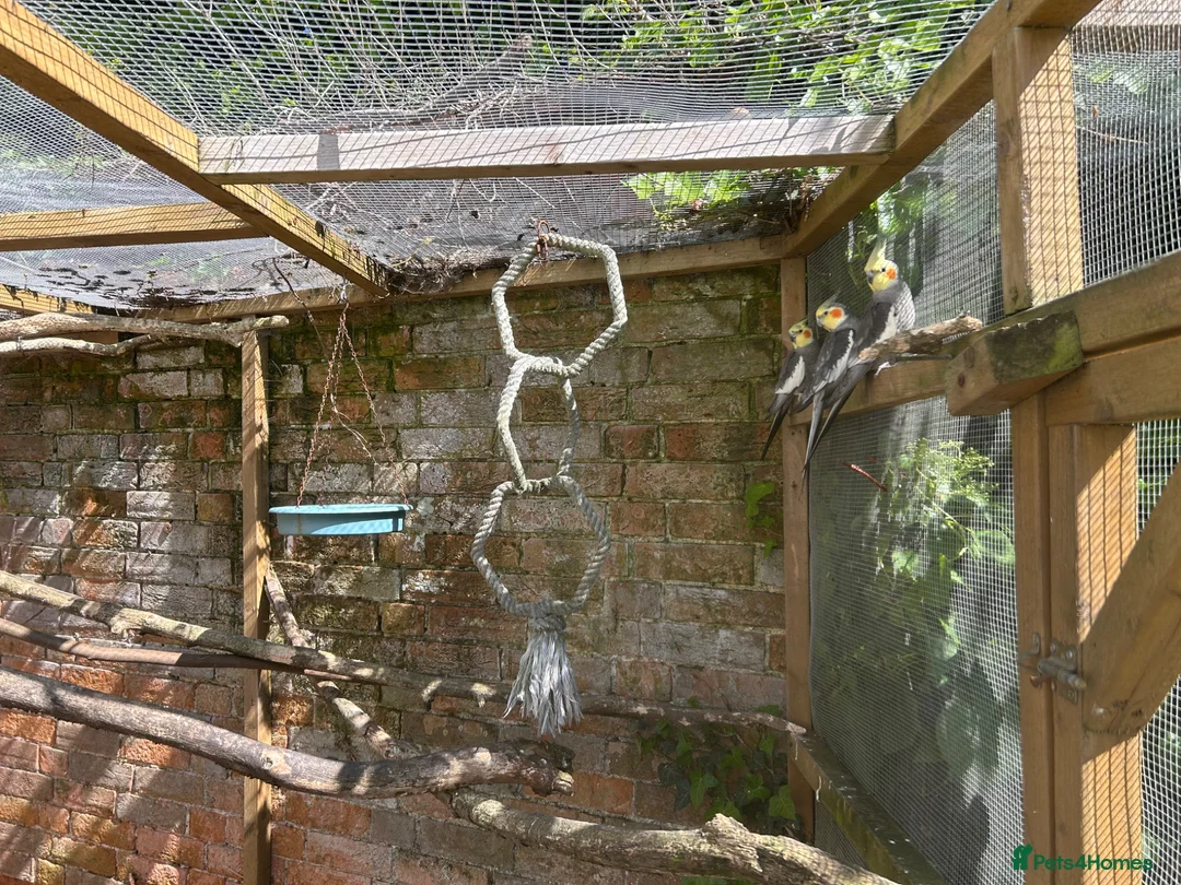 Cockatiels birds for sale: 3x COCKATIELS AVERY BIRDS in Sidmouth - Advert 2