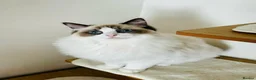 Ragdoll cats for sale: Beautiful ragdoll kittens  - Advert 8